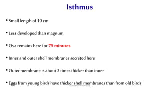 Isthmus
•Smalllength of 10 cm
•Less developed than magnum
•Ova remains here for 75 minutes
•Inner and outer shell membranes secreted here
•Outer membrane is about 3 times thicker thaninner
•Eggs from young birdshave thicker shell membranes than from old birdsMuhammad Arslan Musa
 