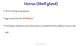 Uterus (Shell gland)
• 10-12 cm long in laying birds
• Egg remains herefor 18-20 hours
• Fourth layer of albumin(outer thinlayer) is completed here by addition of water and
salts
Muhammad Arslan Musa
 