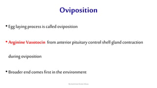 Oviposition
•Egg layingprocess is called oviposition
•ArginineVasotocin from anteriorpituitarycontrol shellglandcontraction
during oviposition
•Broader end comes firstin the environment
Muhammad Arslan Musa
 