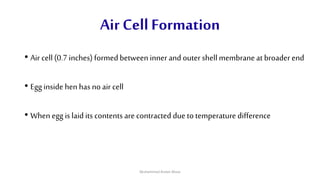 Air Cell Formation
• Air cell(0.7 inches) formedbetweeninnerand outer shellmembraneat broader end
• Egg inside hen has no air cell
• Whenegg is laid its contentsare contracted due to temperature difference
Muhammad Arslan Musa
 
