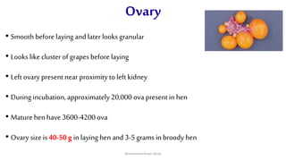 Ovary
• Smoothbefore laying and later looks granular
• Looks like cluster of grapes before laying
• Left ovary present near proximity to left kidney
• During incubation,approximately 20,000 ova present in hen
• Mature henhave 3600-4200 ova
• Ovary size is 40-50 g in laying hen and 3-5 grams in broody hen
Muhammad Arslan Musa
 