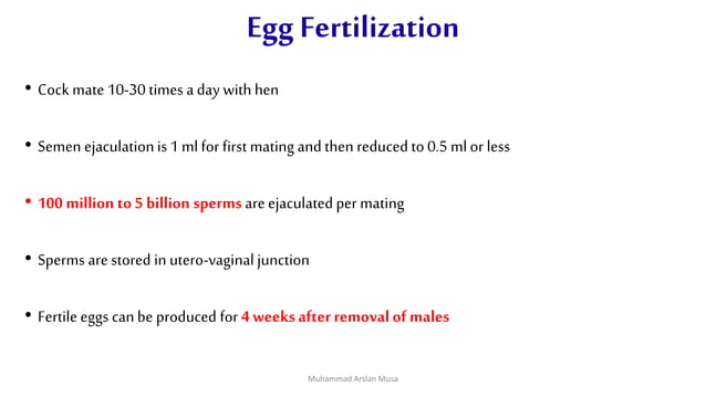 Egg formation process in chicken