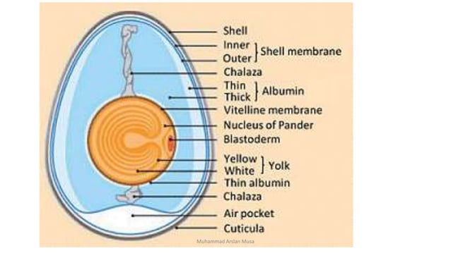 Egg formation process in chicken