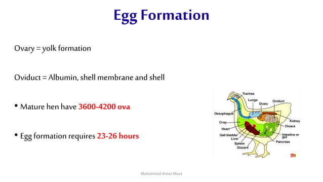 Egg formation process in chicken