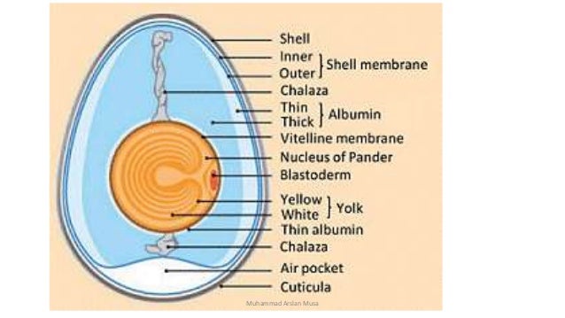 Egg formation process in chicken