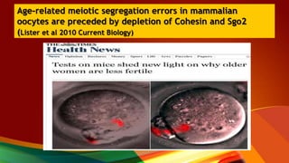 Age-related meiotic segregation errors in mammalian
oocytes are preceded by depletion of Cohesin and Sgo2
(Lister et al 2010 Current Biology)
 