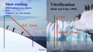 Slow cooling
(Whittingham et al., Science
1972,
Willmut et al., Life Science
1972)
- 0.3°C/min
Vitrification
(Rall and Fahy 1985)
- 50.000°C/min
2 sec.
 