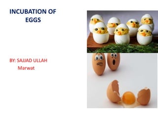 INCUBATION OF
EGGS
BY: SAJJAD ULLAH
Marwat
 