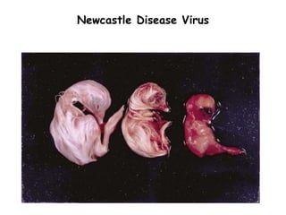 Newcastle Disease Virus
 
