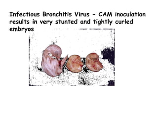Infectious Bronchitis Virus - CAM inoculation
results in very stunted and tightly curled
embryos
 