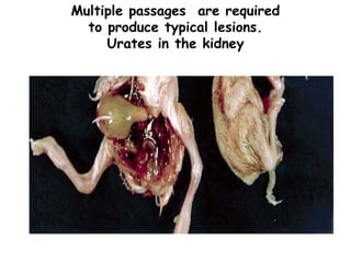 Multiple passages are required
to produce typical lesions.
Urates in the kidney
 
