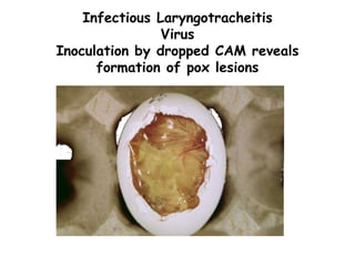 Infectious Laryngotracheitis
Virus
Inoculation by dropped CAM reveals
formation of pox lesions
 