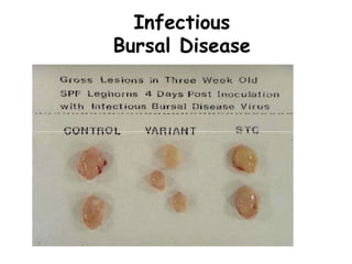 Infectious
Bursal Disease
 