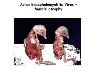 Avian Encephalomyelitis Virus –
Muscle atrophy
 