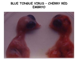 BLUE TONGUE VIRUS – CHERRY RED
EMBRYO
 