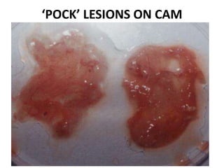 ‘POCK’ LESIONS ON CAM
 
