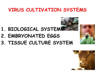 VIRUS CULTIVATION SYSTEMS
1. BIOLOGICAL SYSTEM
2. EMBRYONATED EGGS
3. TISSUE CULTURE SYSTEM
 