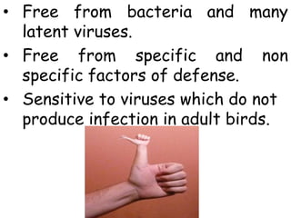 • Free from bacteria and many
latent viruses.
• Free from specific and non
specific factors of defense.
• Sensitive to viruses which do not
produce infection in adult birds.
 