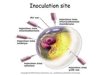 Inoculation site
 