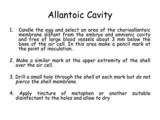 Allantoic Cavity
1. Candle the egg and select an area of the chorioallantoic
membrane distant from the embryo and amnionic cavity
and free of large blood vessels about 3 mm below the
base of the air cell. In this area make a pencil mark at
the point of inoculation.
2. Make a similar mark at the upper extremity of the shell
over the air cell.
3. Drill a small hole through the shell at each mark but do not
pierce the shell membrane.
4. Apply tincture of metaphen or another suitable
disinfectant to the holes and allow to dry
 