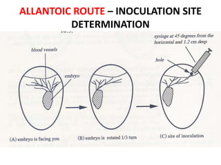 ALLANTOIC ROUTE – INOCULATION SITE
DETERMINATION
 