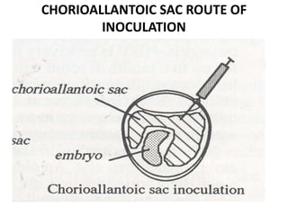 CHORIOALLANTOIC SAC ROUTE OF
INOCULATION
 
