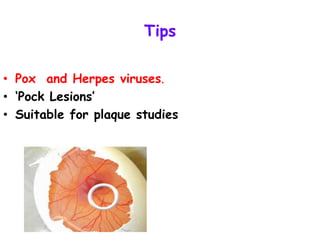 Tips
• Pox and Herpes viruses.
• ‘Pock Lesions’
• Suitable for plaque studies
 