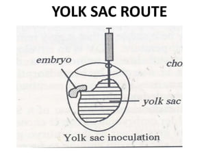 YOLK SAC ROUTE
 