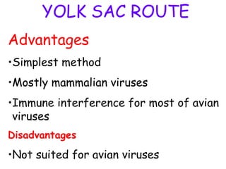 YOLK SAC ROUTE
Advantages
•Simplest method
•Mostly mammalian viruses
•Immune interference for most of avian
viruses
Disadvantages
•Not suited for avian viruses
 