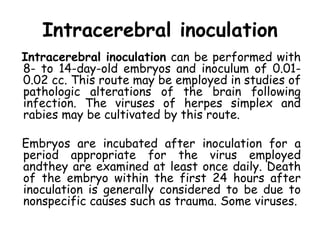 Intracerebral inoculation
Intracerebral inoculation can be performed with
8- to 14-day-old embryos and inoculum of 0.01-
0.02 cc. This route may be employed in studies of
pathologic alterations of the brain following
infection. The viruses of herpes simplex and
rabies may be cultivated by this route.
Embryos are incubated after inoculation for a
period appropriate for the virus employed
andthey are examined at least once daily. Death
of the embryo within the first 24 hours after
inoculation is generally considered to be due to
nonspecific causes such as trauma. Some viruses.
 