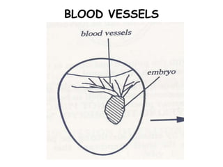 BLOOD VESSELS
 