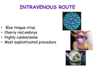 INTRAVENOUS ROUTE
• Blue tongue virus
• Cherry red embryo
• Highly cumbersome
• Most sophisticated procedure
 
