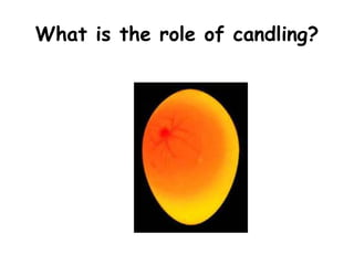 What is the role of candling?
 