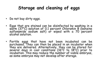 Storage and cleaning of eggs
• Do not buy dirty eggs.
• Eggs that are stained can be disinfected by washing in a
warm (37°C) solution of 0.1 percent Chloramin B (benzine
sulfonamide sodium salt) or wiped with a 70 percent
alcohol solution.
• Fertile eggs that have not been incubated can be
purchased. They can then be placed in an incubator when
they are delivered. Alternatively, they can be stored for
several days in cool conditions (16°C to 18°C) prior to
incubation. This may reduce the number of viable embryos,
as some embryos may not develop after storage.
 