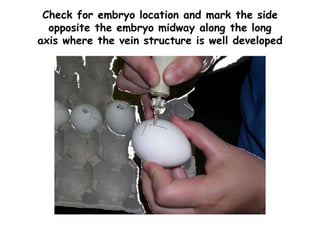Check for embryo location and mark the side
opposite the embryo midway along the long
axis where the vein structure is well developed
 