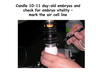 Candle 10-11 day-old embryos and
check for embryo vitality –
mark the air cell line
 