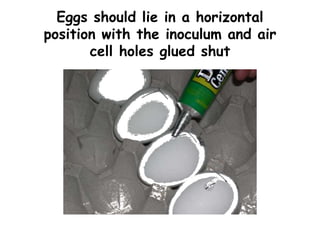Eggs should lie in a horizontal
position with the inoculum and air
cell holes glued shut
 