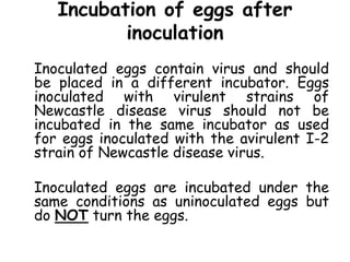 Incubation of eggs after
inoculation
Inoculated eggs contain virus and should
be placed in a different incubator. Eggs
inoculated with virulent strains of
Newcastle disease virus should not be
incubated in the same incubator as used
for eggs inoculated with the avirulent I-2
strain of Newcastle disease virus.
Inoculated eggs are incubated under the
same conditions as uninoculated eggs but
do NOT turn the eggs.
 