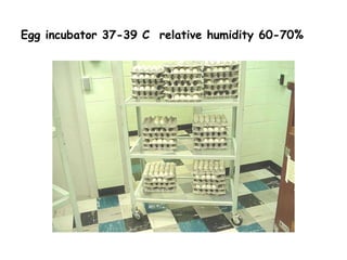 Egg incubator 37-39 C relative humidity 60-70%
 