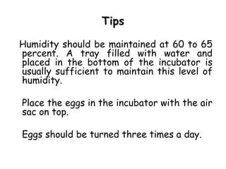 Tips
Humidity should be maintained at 60 to 65
percent. A tray filled with water and
placed in the bottom of the incubator is
usually sufficient to maintain this level of
humidity.
Place the eggs in the incubator with the air
sac on top.
Eggs should be turned three times a day.
 