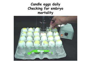 Candle eggs daily
Checking for embryo
mortality
 