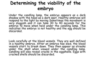 Determining the viability of the
embryo
Under the candling lamp, the embryo appears as a dark
shadow with the head as a dark spot. Healthy embryos will
respond to the light by moving Sometimes the movement is
very sluggish and it can take 30 to 40 seconds for the
embryo to move when held under the candling lamp. This
indicates the embryo is not healthy and the egg should be
discarded.
Look carefully at the blood vessels. They are well defined
in a healthy embryo. After an embryo has died, the blood
vessels start to break down. They then appear as streaks
under the shell when viewed under the candling lamp.
Candling will also reveal cracks in the eggshells. Eggs with
cracked shells should be discarded.
 