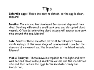 Tips
Infertile eggs: These are easy to detect, as the egg is clear.
Discard
Deaths: The embryo has developed for several days and then
died. Candling will reveal a small dark area and disrupted blood
vessels. Often deteriorating blood vessels will appear as a dark
ring around the egg. Discard.
Late Deaths: These are often difficult to tell apart from a
viable embryo at the same stage of development. Look for the
absence of movement and the breakdown of the blood vessels.
Discard
Viable Embryos: These move in response to the light and have
well defined blood vessels. Mark the air sac and the inoculation
site and then return the eggs to the incubator ready for
inoculation.
 