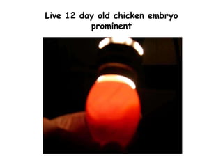 Live 12 day old chicken embryo
prominent
 