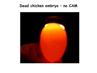 Dead chicken embryo – no CAM
 