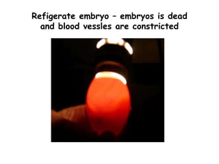 Refigerate embryo – embryos is dead
and blood vessles are constricted
 