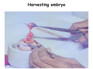 Harvesting embryo
 