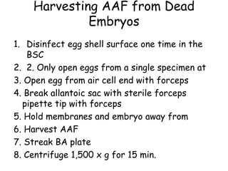 Harvesting AAF from Dead
Embryos
1. Disinfect egg shell surface one time in the
BSC
2. 2. Only open eggs from a single specimen at
3. Open egg from air cell end with forceps
4. Break allantoic sac with sterile forceps
pipette tip with forceps
5. Hold membranes and embryo away from
6. Harvest AAF
7. Streak BA plate
8. Centrifuge 1,500 x g for 15 min.
 