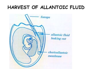 HARVEST OF ALLANTOIC FLUID
 