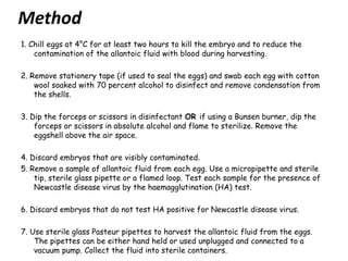 Method
1. Chill eggs at 4°C for at least two hours to kill the embryo and to reduce the
contamination of the allantoic fluid with blood during harvesting.
2. Remove stationery tape (if used to seal the eggs) and swab each egg with cotton
wool soaked with 70 percent alcohol to disinfect and remove condensation from
the shells.
3. Dip the forceps or scissors in disinfectant OR if using a Bunsen burner, dip the
forceps or scissors in absolute alcohol and flame to sterilize. Remove the
eggshell above the air space.
4. Discard embryos that are visibly contaminated.
5. Remove a sample of allantoic fluid from each egg. Use a micropipette and sterile
tip, sterile glass pipette or a flamed loop. Test each sample for the presence of
Newcastle disease virus by the haemagglutination (HA) test.
6. Discard embryos that do not test HA positive for Newcastle disease virus.
7. Use sterile glass Pasteur pipettes to harvest the allantoic fluid from the eggs.
The pipettes can be either hand held or used unplugged and connected to a
vacuum pump. Collect the fluid into sterile containers.
 